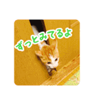 今日のみーた（個別スタンプ：39）