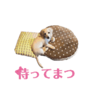 はなさんでつよ〜〜〜（個別スタンプ：22）