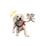 はなさんでつよ〜〜〜（個別スタンプ：39）