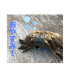 クロベンケイガニスタンプ（個別スタンプ：6）