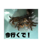 クロベンケイガニスタンプ（個別スタンプ：7）