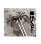 クロベンケイガニスタンプ（個別スタンプ：8）