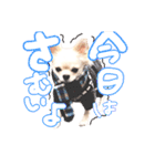 困った顔のこまるくん No.1（個別スタンプ：8）