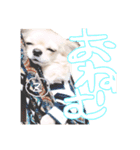 困った顔のこまるくん No.1（個別スタンプ：16）