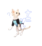 困った顔のこまるくん No.1（個別スタンプ：19）