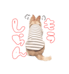 困った顔のこまるくん No.1（個別スタンプ：23）