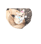 困った顔のこまるくん No.1（個別スタンプ：32）
