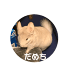 たんけーさんちのチル2（個別スタンプ：4）