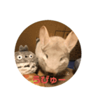 たんけーさんちのチル2（個別スタンプ：6）