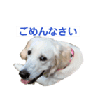 ゴールデンのるびちゃん（個別スタンプ：5）