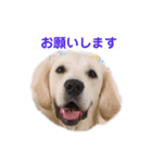 ゴールデンのるびちゃん（個別スタンプ：7）