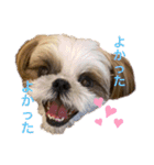 COCO STYLELOVE6（個別スタンプ：15）