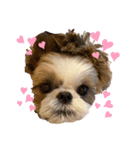 COCO STYLELOVE6（個別スタンプ：16）