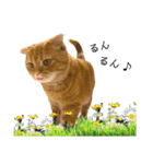 ねこ レモン＆オリーブ（個別スタンプ：1）