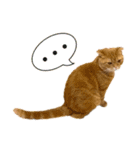 ねこ レモン＆オリーブ（個別スタンプ：2）
