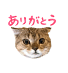ねこ レモン＆オリーブ（個別スタンプ：7）