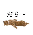 ねこ レモン＆オリーブ（個別スタンプ：9）