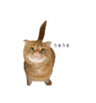 ねこ レモン＆オリーブ（個別スタンプ：11）