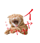 ねこ レモン＆オリーブ（個別スタンプ：16）