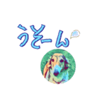 borzoiのいる暮らし（個別スタンプ：33）
