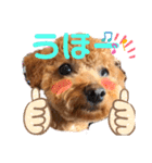 ショコロンスタンプ普段用（個別スタンプ：3）