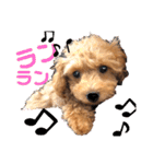 ショコロンスタンプ普段用（個別スタンプ：6）