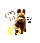 ショコロンスタンプ普段用（個別スタンプ：14）