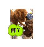 ショコロンスタンプ普段用（個別スタンプ：16）