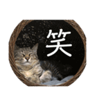 たらおもきたよ（個別スタンプ：15）