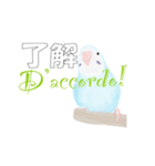 インコとイタリア語でチャオ（個別スタンプ：3）