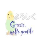 インコとイタリア語でチャオ（個別スタンプ：16）