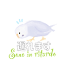 インコとイタリア語でチャオ（個別スタンプ：22）