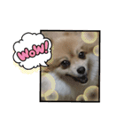 ポメラニアンです。（個別スタンプ：2）