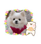 ポメラニアンです。（個別スタンプ：3）