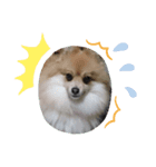 ポメラニアンです。（個別スタンプ：4）
