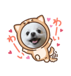 ポメラニアンです。（個別スタンプ：5）