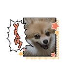 ポメラニアンです。（個別スタンプ：8）