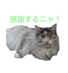 たまにゃスタンプ③（個別スタンプ：4）