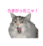 たまにゃスタンプ③（個別スタンプ：7）