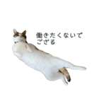あまりやる気のない三毛猫むぎ（個別スタンプ：1）