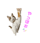 あまりやる気のない三毛猫むぎ（個別スタンプ：2）