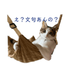 あまりやる気のない三毛猫むぎ（個別スタンプ：3）