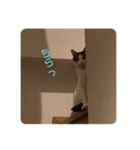 あまりやる気のない三毛猫むぎ（個別スタンプ：4）