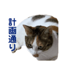 あまりやる気のない三毛猫むぎ（個別スタンプ：5）