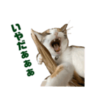 あまりやる気のない三毛猫むぎ（個別スタンプ：6）