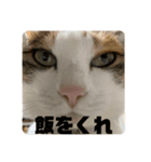 あまりやる気のない三毛猫むぎ（個別スタンプ：7）
