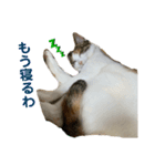 あまりやる気のない三毛猫むぎ（個別スタンプ：8）