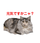 たまにゃスタンプ②（個別スタンプ：1）