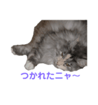 たまにゃスタンプ②（個別スタンプ：2）