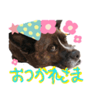 ピコチャッピーこのはつひまりつ参上（個別スタンプ：1）
